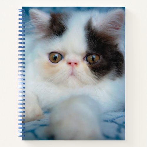 Cutest Baby Animals  Black  White Kitten Notebook