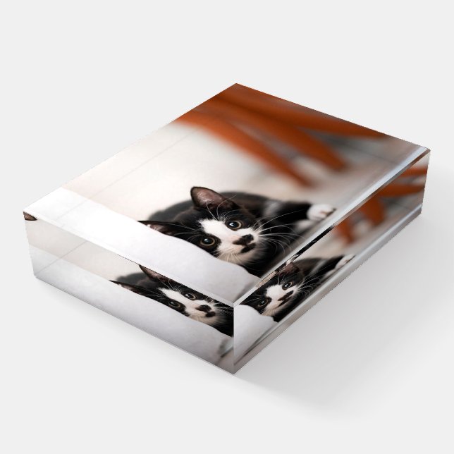 Cutest Baby Animals | Black & White Kitten Paperweight (Angled)