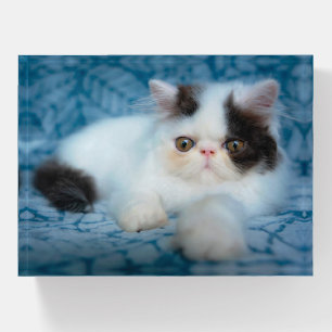 Cutest Baby Animals   Black & White Kitten Paperweight