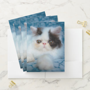 Cutest Baby Animals Black & White Kitten Pocket Folder