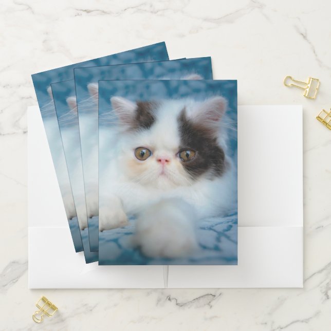 Cutest Baby Animals | Black & White Kitten Pocket Folder (In Situ)