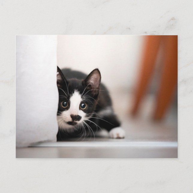 Cutest Baby Animals | Black & White Kitten Postcard (Front)