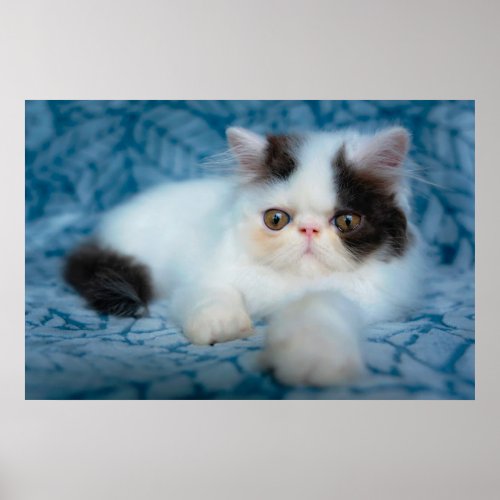 Cutest Baby Animals  Black  White Kitten Poster