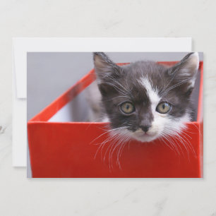 Cutest Baby Animals Black & White Kitten Thank You Card