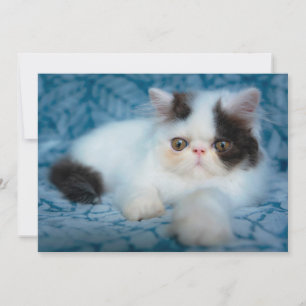 Cutest Baby Animals Black & White Kitten Thank You Card