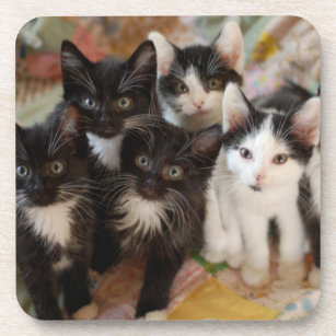 Cutest Baby Animals   Black & White Kittens Beverage Coaster