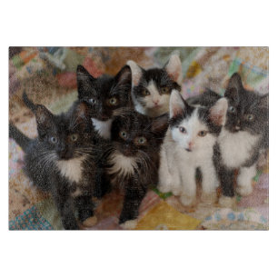 Cutest Baby Animals Black & White Kittens Cutting Board
