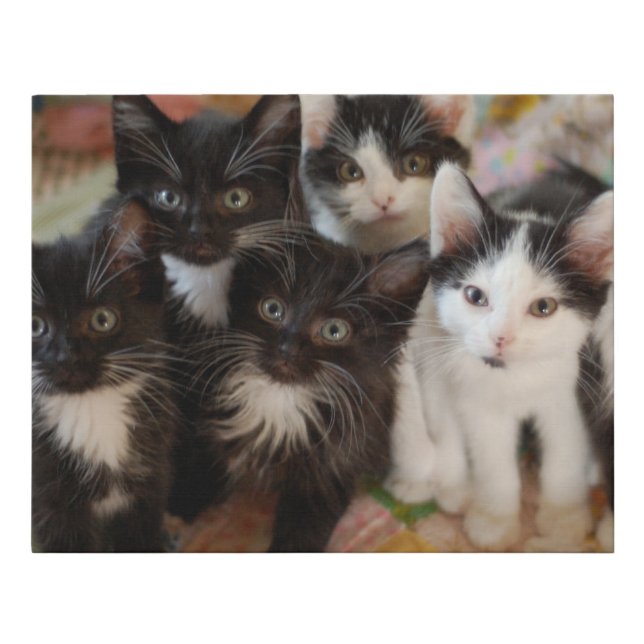 Cutest Baby Animals | Black & White Kittens Faux Canvas Print (Front)