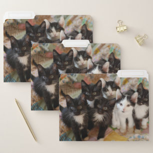 Cutest Baby Animals Black & White Kittens File Folder