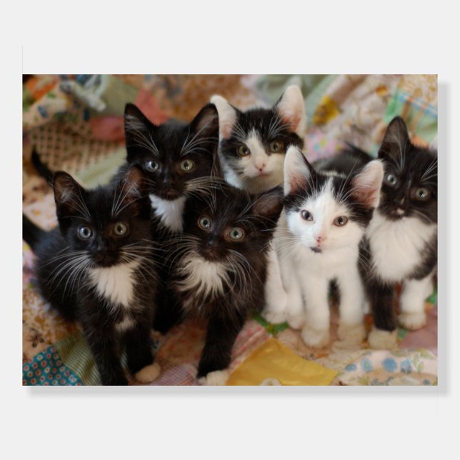 Cutest Baby Animals | Black & White Kittens Foam Board (Front)
