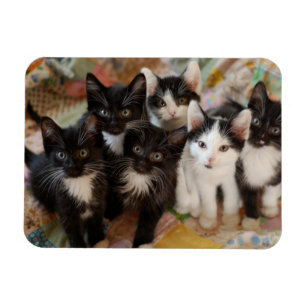 Cutest Baby Animals Black & White Kittens Magnet