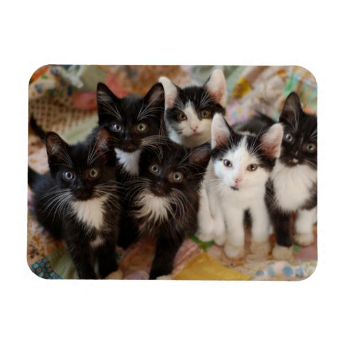 Cutest Baby Animals  Black  White Kittens Magnet