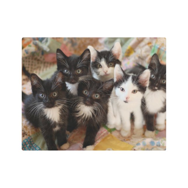 Cutest Baby Animals | Black & White Kittens Metal Print (Front)