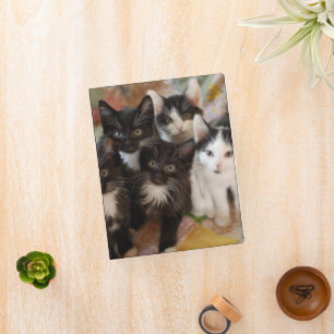 Cutest Baby Animals   Black & White Kittens Mini Binder