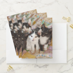 Cutest Baby Animals   Black & White Kittens Pocket Folder