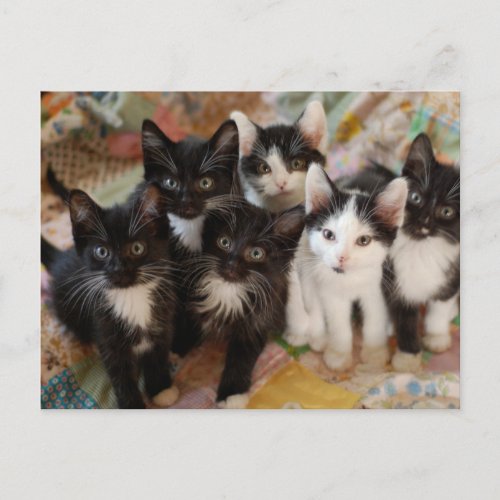 Cutest Baby Animals  Black  White Kittens Postcard