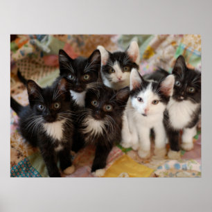 Cutest Baby Animals Black & White Kittens Poster
