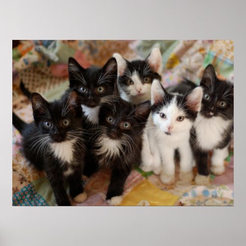 Cutest Baby Animals  Black  White Kittens Poster