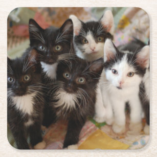 Cutest Baby Animals   Black & White Kittens Square Paper Coaster