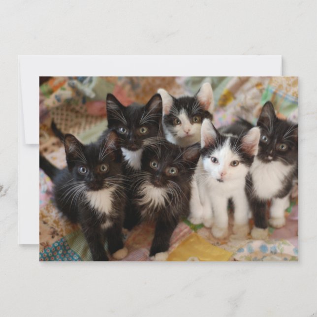 Cutest Baby Animals | Black & White Kittens Thank You Card (Front)