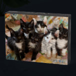 Cutest Baby Animals | Black & White Kittens Wooden Box Sign<br><div class="desc">This Getty Cutest Baby Animals photo features black and white kittens.</div>