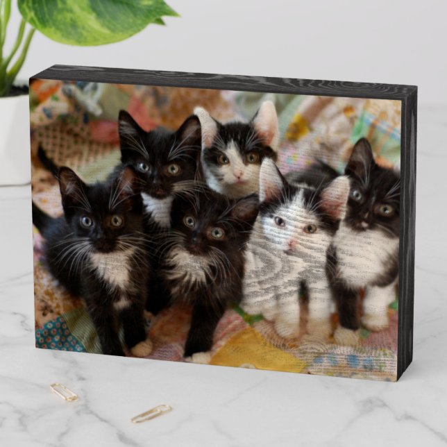 Cutest Baby Animals | Black & White Kittens Wooden Box Sign (In Situ Horizontal)