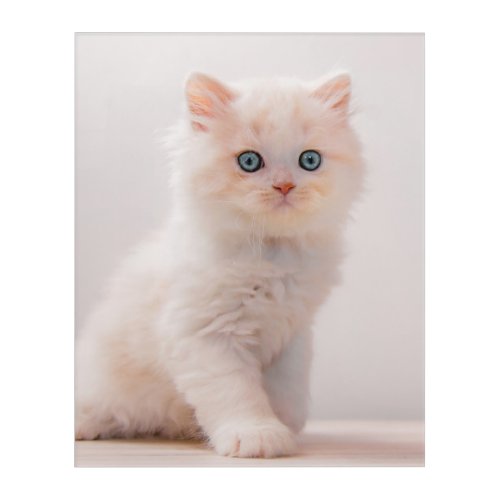 Cutest Baby Animals  Blue Eye Kitten Acrylic Print