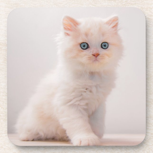 Cutest Baby Animals | Blue Eye Kitten Beverage Coaster (Front)