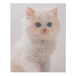 Cutest Baby Animals   Blue Eye Kitten Faux Canvas Print