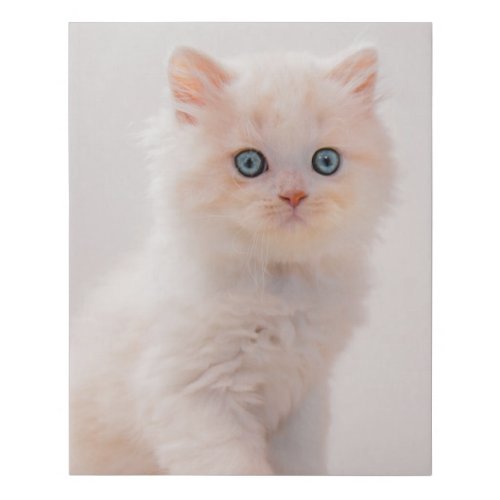 Cutest Baby Animals  Blue Eye Kitten Faux Canvas Print