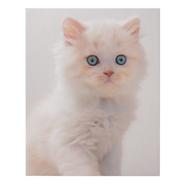 Cutest Baby Animals | Blue Eye Kitten Faux Canvas Print (Front)