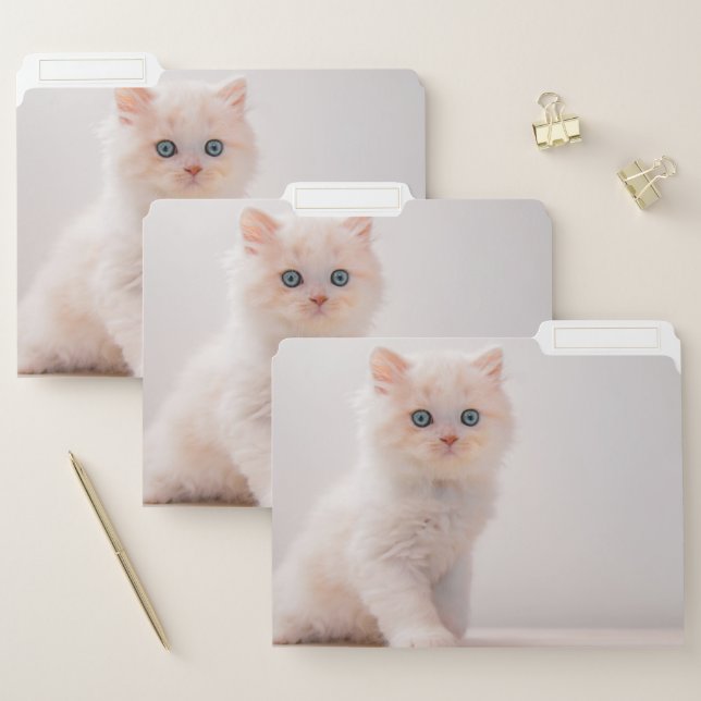 Cutest Baby Animals | Blue Eye Kitten File Folder (Set)