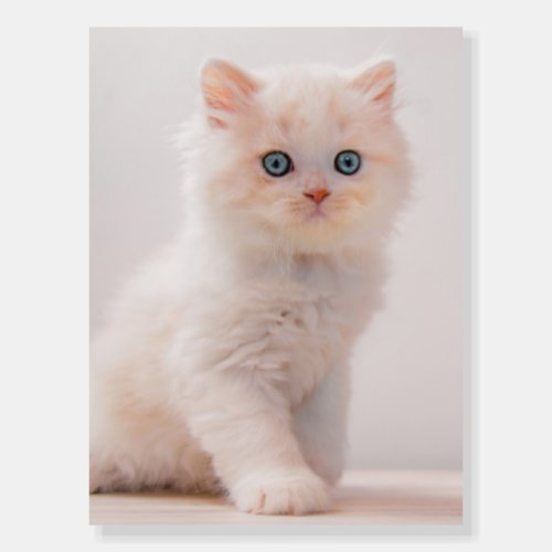Cutest Baby Animals  Blue Eye Kitten Foam Board