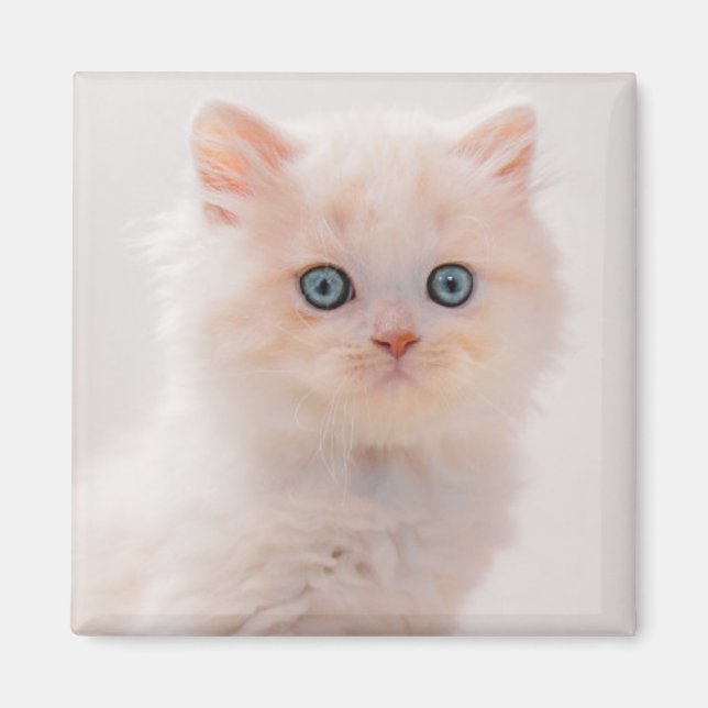 Cutest Baby Animals | Blue Eye Kitten Magnet (Front)