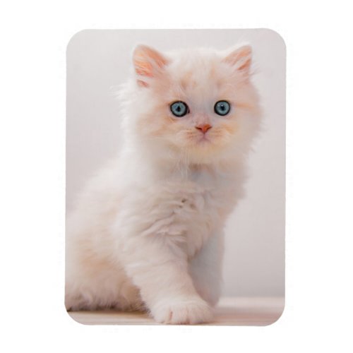 Cutest Baby Animals  Blue Eye Kitten Magnet