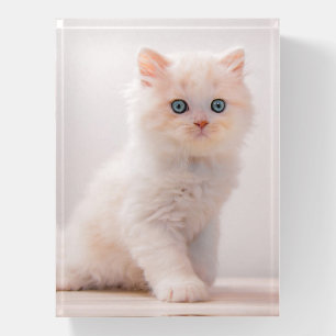 Cutest Baby Animals   Blue Eye Kitten Paperweight