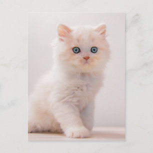 Cutest Baby Animals Blue Eye Kitten Postcard