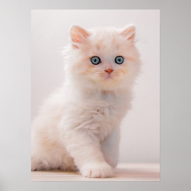Cutest Baby Animals | Blue Eye Kitten Poster (Front)