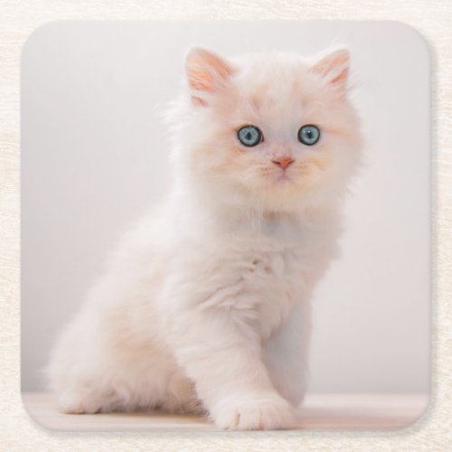 Cutest Baby Animals  Blue Eye Kitten Square Paper Coaster