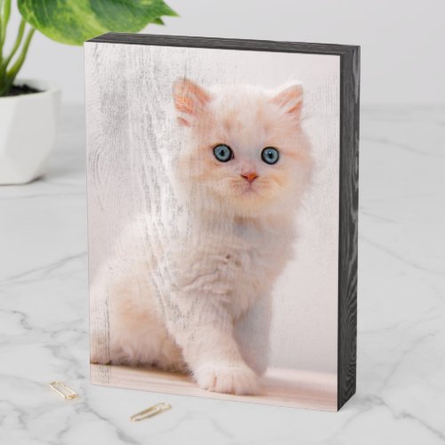 Cutest Baby Animals  Blue Eye Kitten Wooden Box Sign