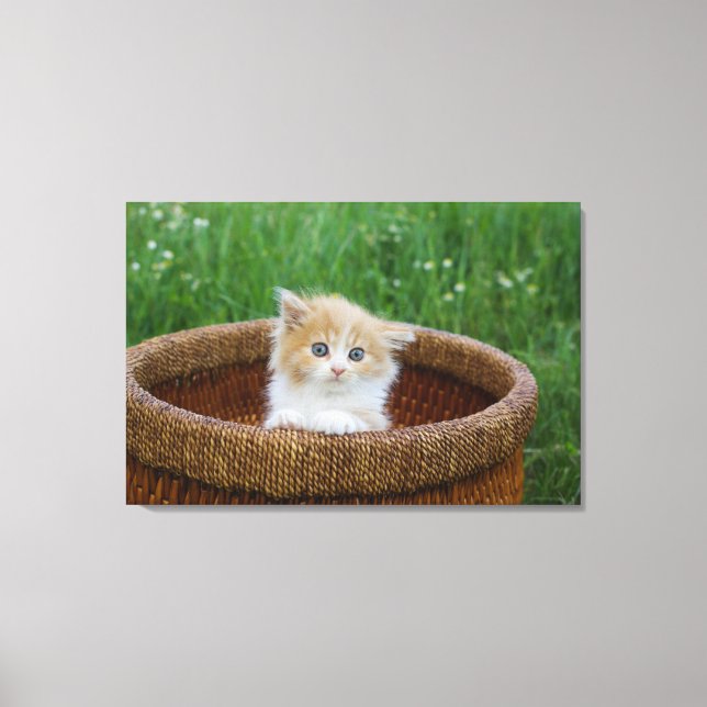 Cutest Baby Animals | Blue Eyed Kitten Canvas Print (Front)