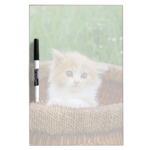 Cutest Baby Animals  Blue Eyed Kitten Dry Erase Board