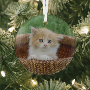 Cutest Baby Animals Blue Eyed Kitten Glass Ornament
