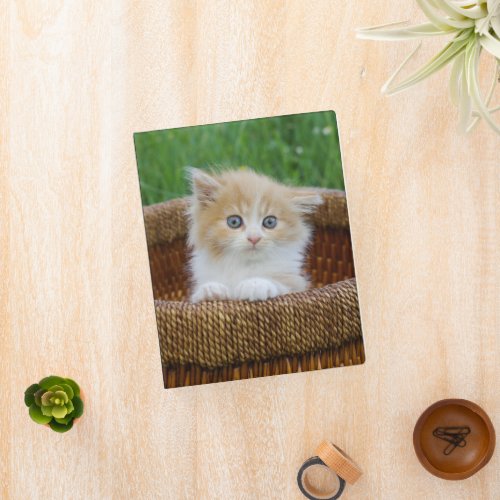 Cutest Baby Animals  Blue Eyed Kitten Mini Binder