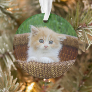 Cutest Baby Animals Blue Eyed Kitten Ornament