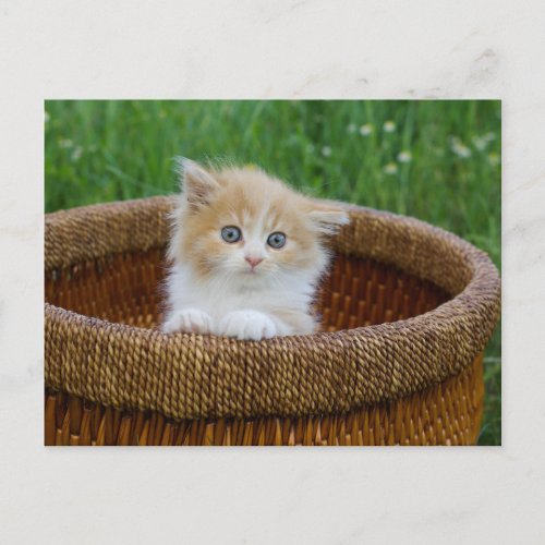 Cutest Baby Animals  Blue Eyed Kitten Postcard