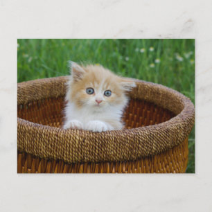 Cutest Baby Animals Blue Eyed Kitten Postcard