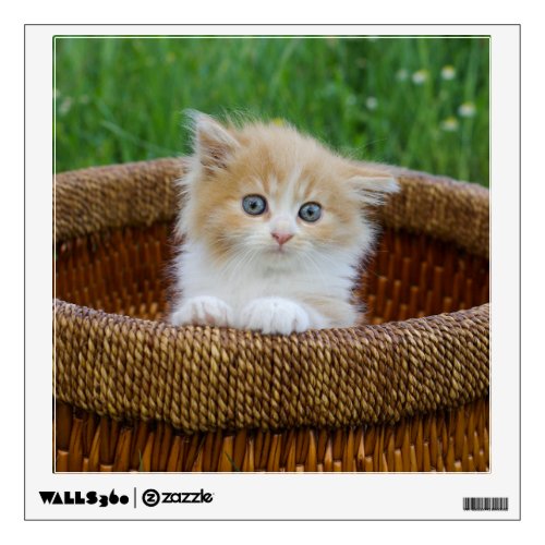 Cutest Baby Animals  Blue Eyed Kitten Wall Decal