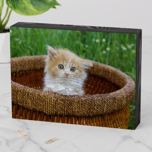 Cutest Baby Animals  Blue Eyed Kitten Wooden Box Sign