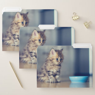 Cutest Baby Animals Blue-eyed Persian Kitten File Folder